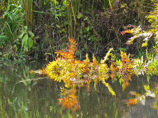 Island Lake reflection