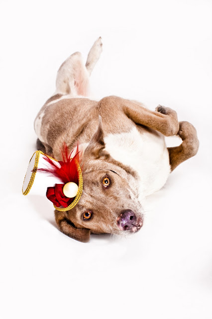 TwoBackFlats: Pet Photography Props