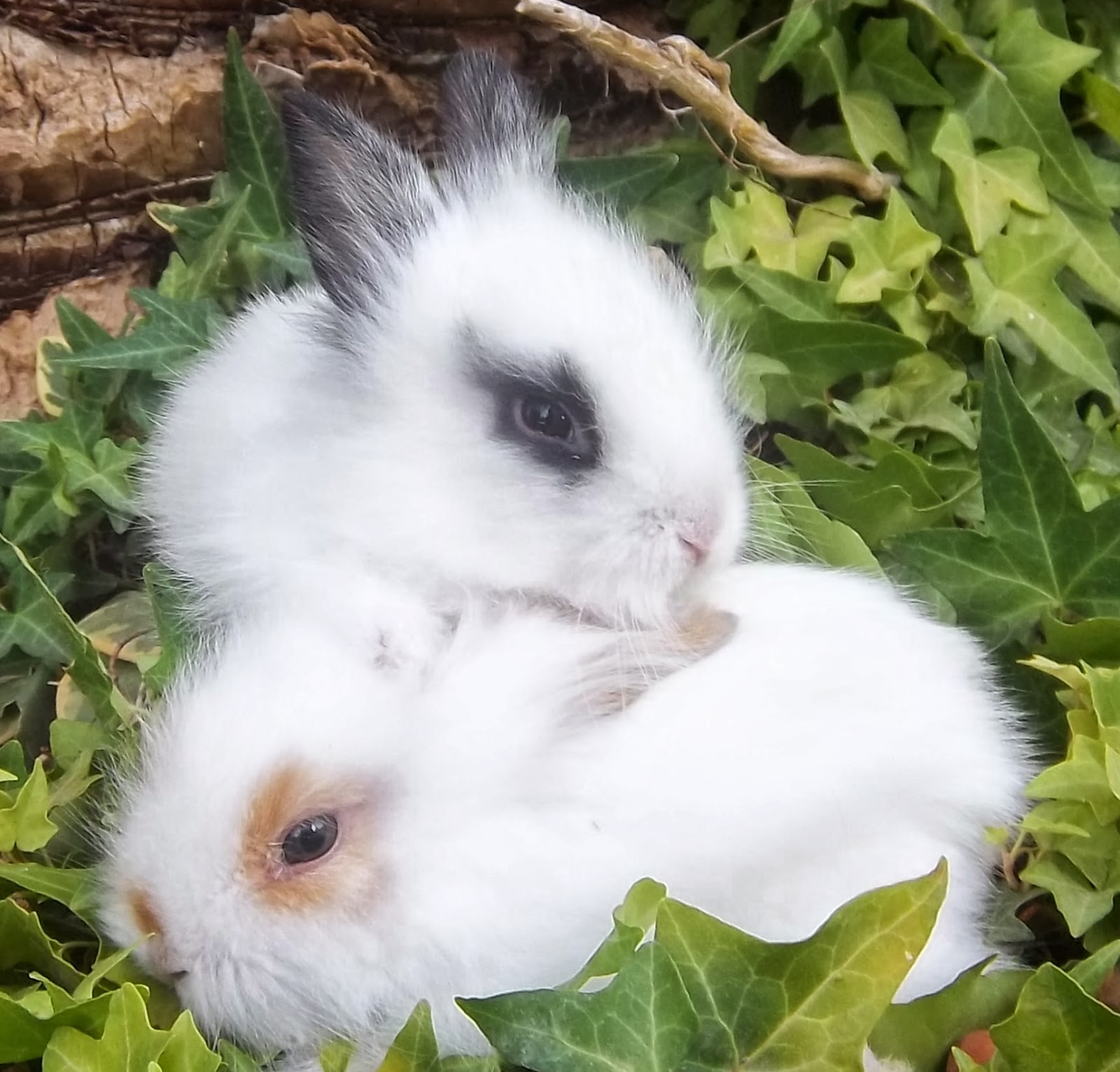 τροφες-ζωα: ΚΟΥΝΕΛΙΑ