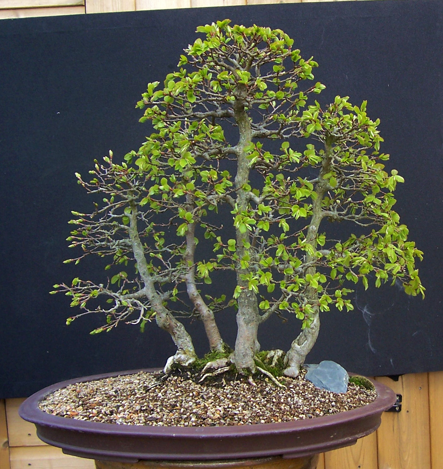MiKo Bonsai Gallery of my Bonsai