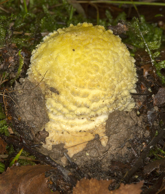Amanita muscaria (Fly Agaric). Beacon Wood Country Park, 20 October 2012. Amanita muscaria (Fly Agaric). Beacon Wood Country Park, 20 October 2012.