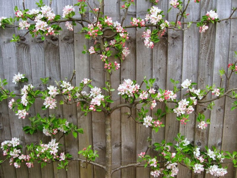 un tiempo observando esta práctica ideal para patios o jardines con un tiempo observando esta práctica ideal para patios o jardines con