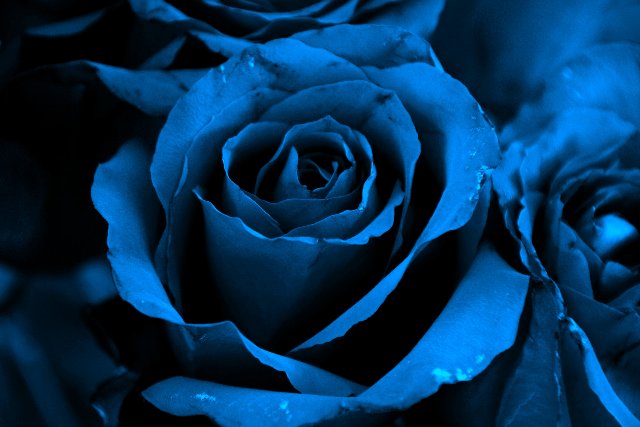 Blue Colored Roses