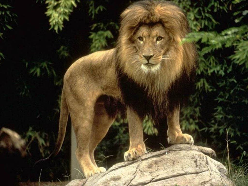 LEONES IMAGEN leones imagen: