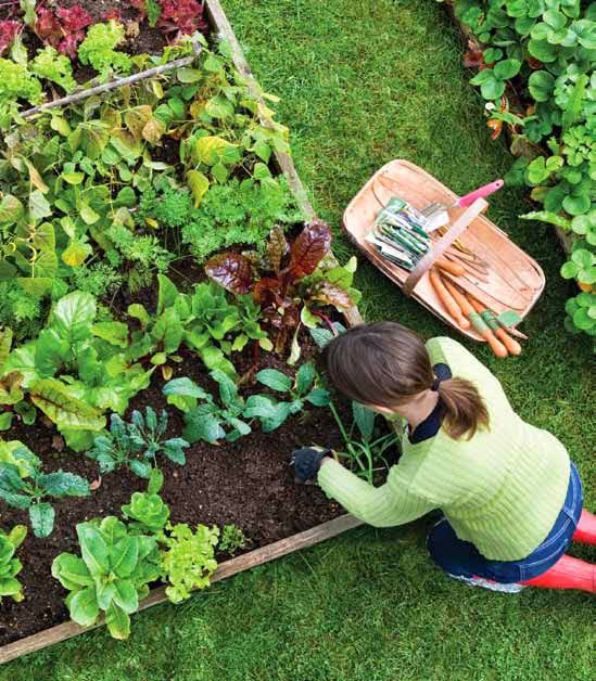 The gardener The Climate-Friendly Gardener