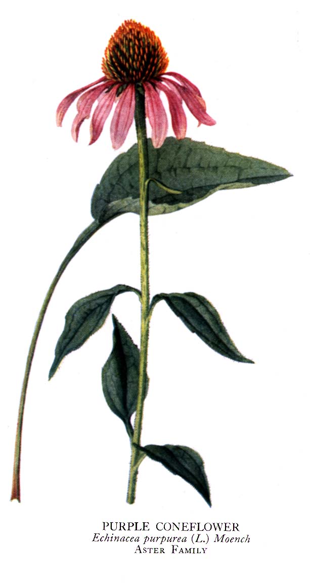 MALINALLI · herbolaria médica EQUINACEA, ECHINACEA Purple coneflower