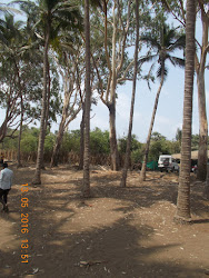 "Ghost Tree" among the coconut palms in Arnala Beach garden.