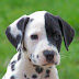 Como enseñar trucos a un perro Dalmata lo basico