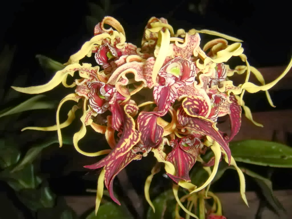 taman rumah minimalis modern dengan bunga anggrek | Latest Update