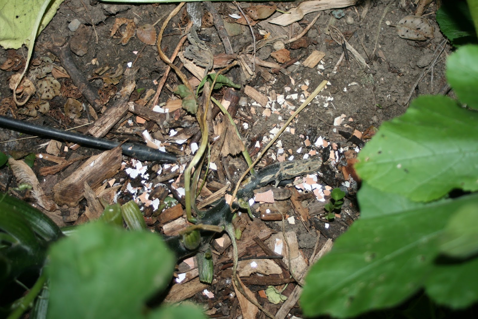 The Little Backyard Farm How to save your rotting squash or zucchini crop