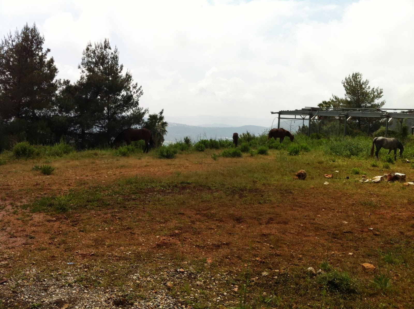 Israel Farms for sale