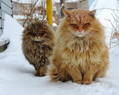 Hewan Dengan Bulu Paling Unik Hewan Dengan Bulu Paling Unik