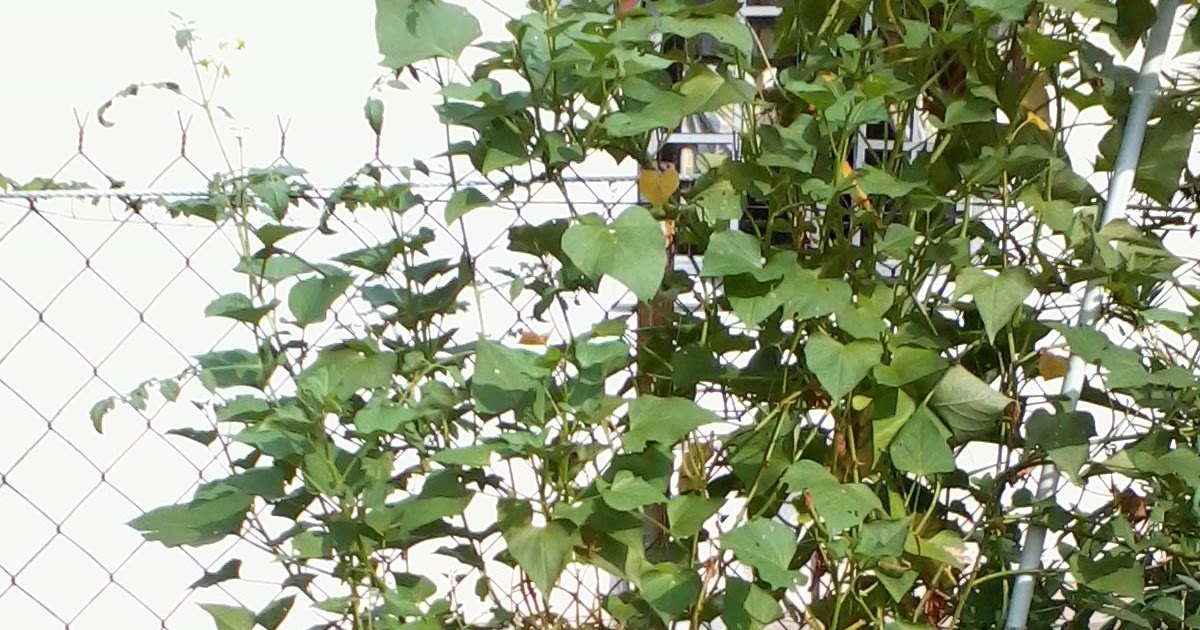 Journey Of My Garden Sweet Potato Leaves Turning Yellow