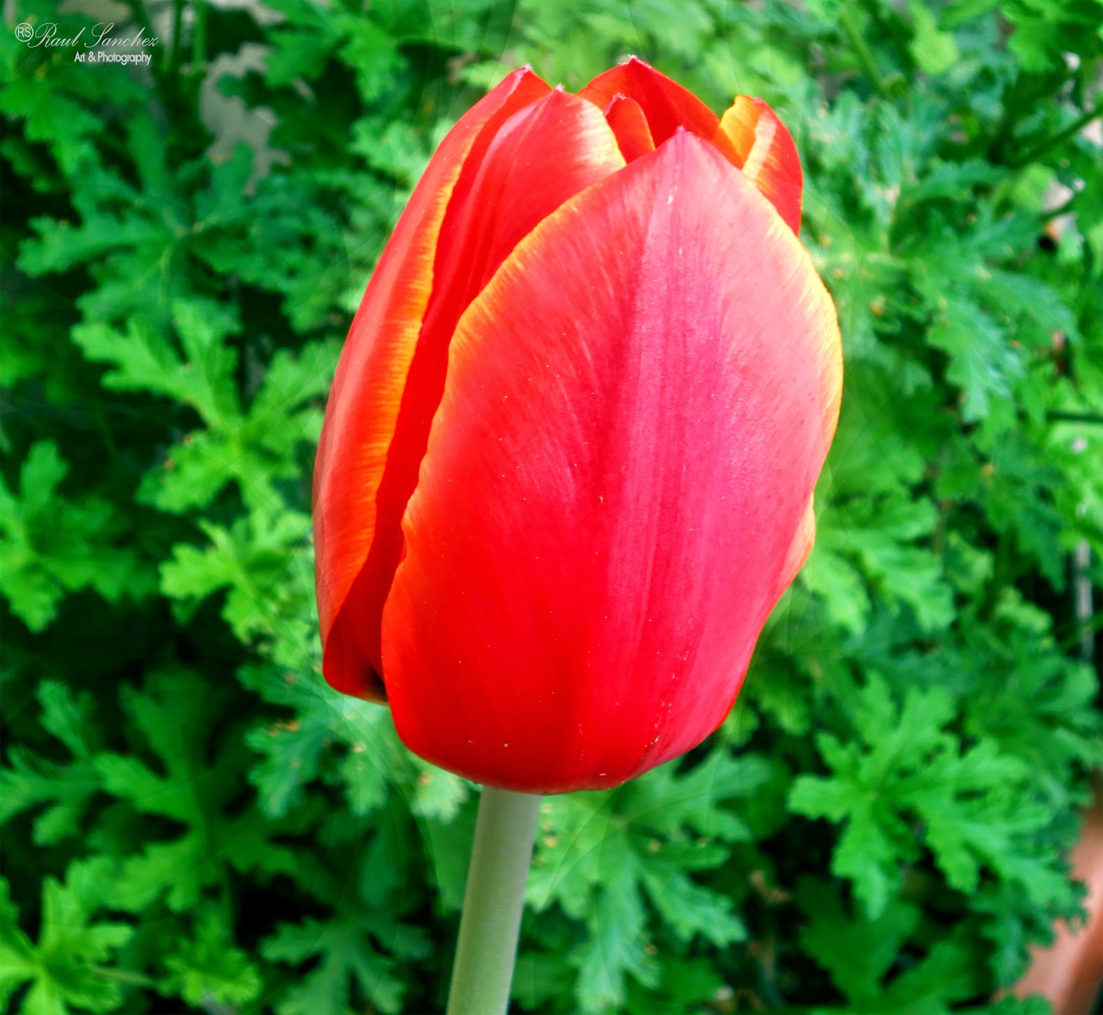 Flores y Plantas: El tulipán común o de jardín (Tulipa gesneriana )