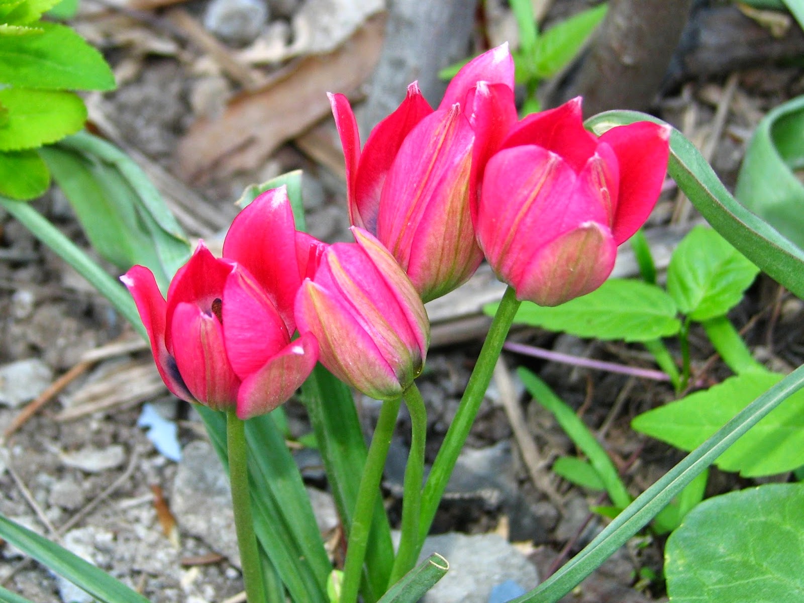  indah dan mempunyai beraneka warna hijau Manfaat dan Khasiat Bunga Tulip 
