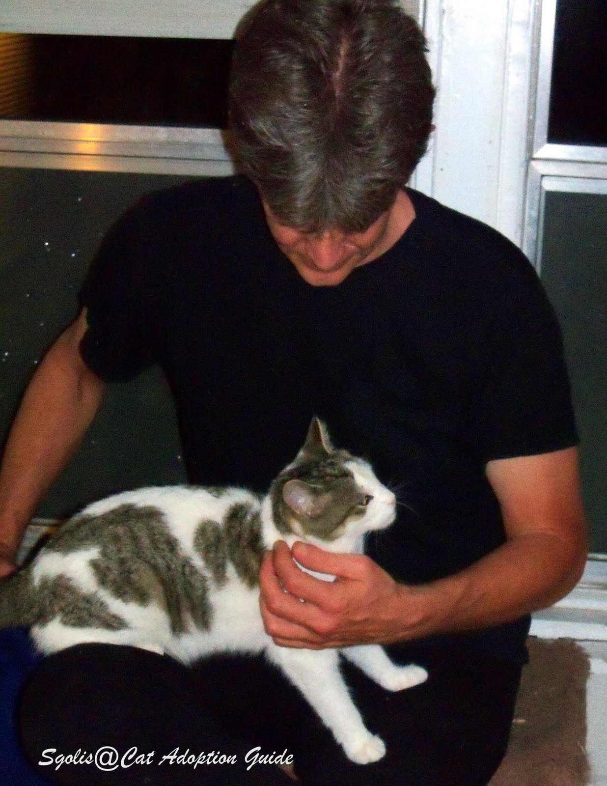 Cat Adoption Guide Can a Five Month Old Kitten Get Pregnant?