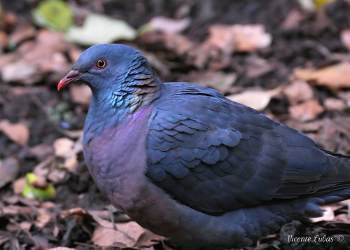 Fotos de palomas mensajeras de colores 85 Fotos de palomas mensajeras de colores 47