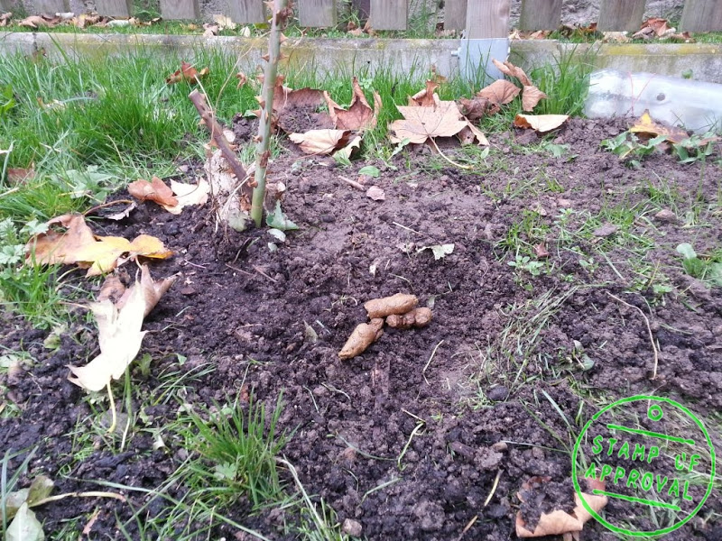 Mein Waldgarten Hund oder Katze? Oder Fuchs?