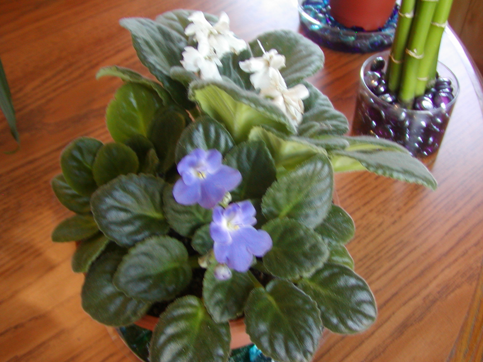 Houseplant Care Guides African Violets 101 Part 1