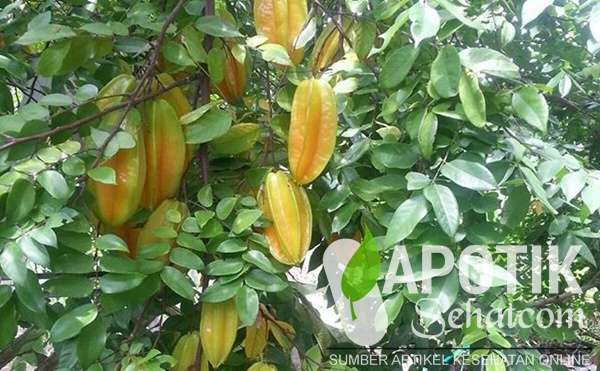 Manfaat Belimbing Untuk Kecantikan Manfaat Belimbing Untuk Kecantikan