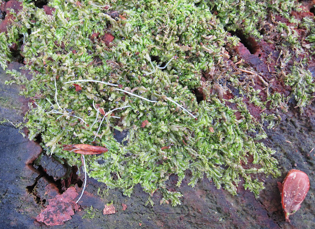 Lophocolea species. A liverwort that smells of disinfectant. Toys Hill, 3 March 2012. Lophocolea species. A liverwort that smells of disinfectant. Toys Hill, 3 March 2012.