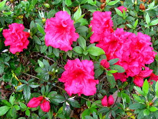 Click on the image to enlarge it. Early Azaleas in the front yard