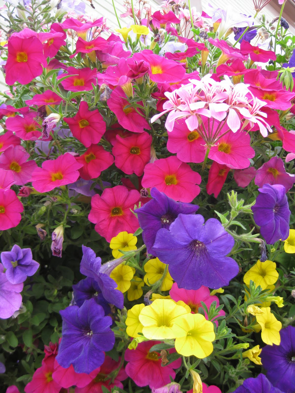 Gary's travels (DoubleEspresso) Flowers