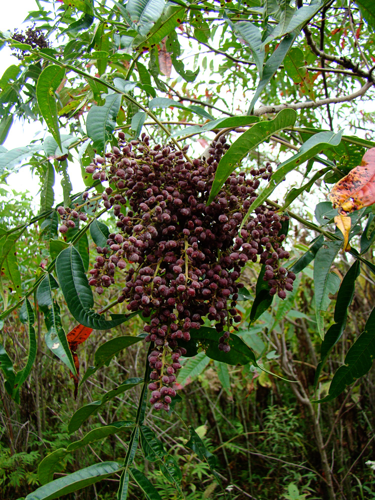 Rurification Sumac