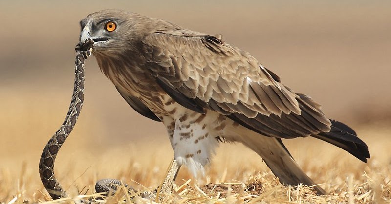 Contoh Contoh Hewan Karnivora Makanan Dan Ciri-Ciri