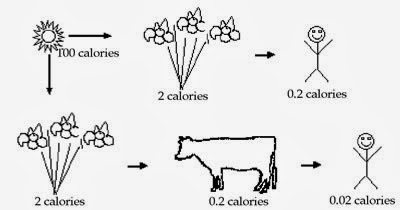 Biology Notes For Igcse 2014 2022 142 Food Chain And Energy Efficiency