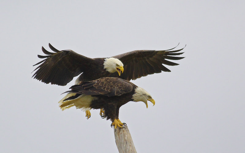 Now it's time for World Bird Wednesday! title=