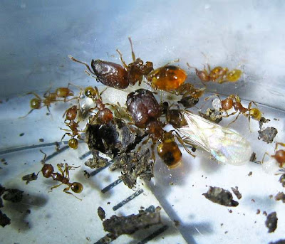 Male alate and workers of Pheidole ants