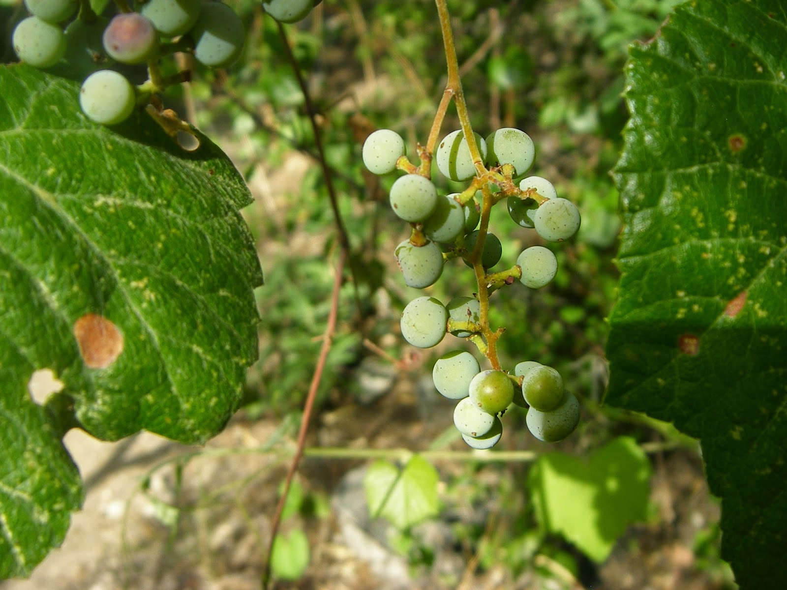 Trees Vitis arizonica Canyon Grape Arizona Grape