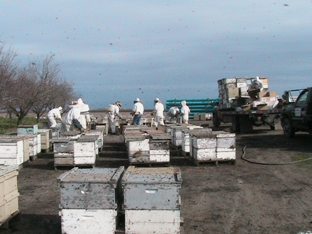 Bee Scientist