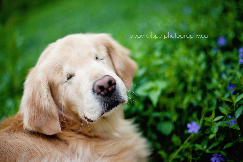 blind golden retriever blind golden retriever smiley burlington pet photographer blind golden retriever blind golden retriever smiley burlington pet photographer