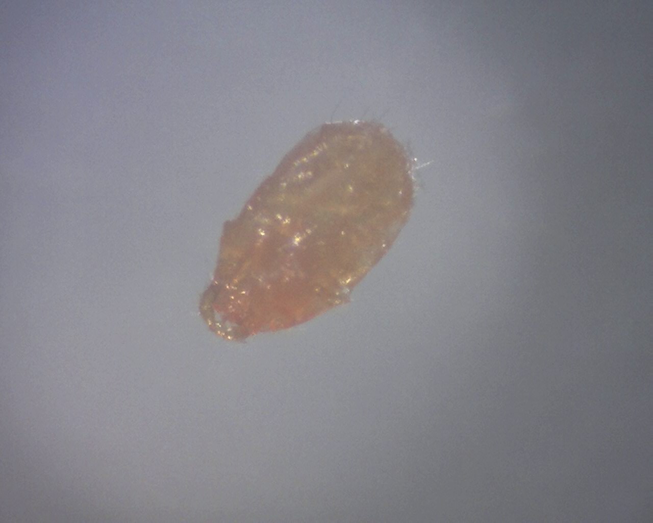 How To Treat Harvest Mites In Dogs How To Treat Harvest Mites In Dogs