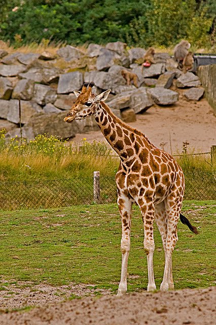 Girraffe penis