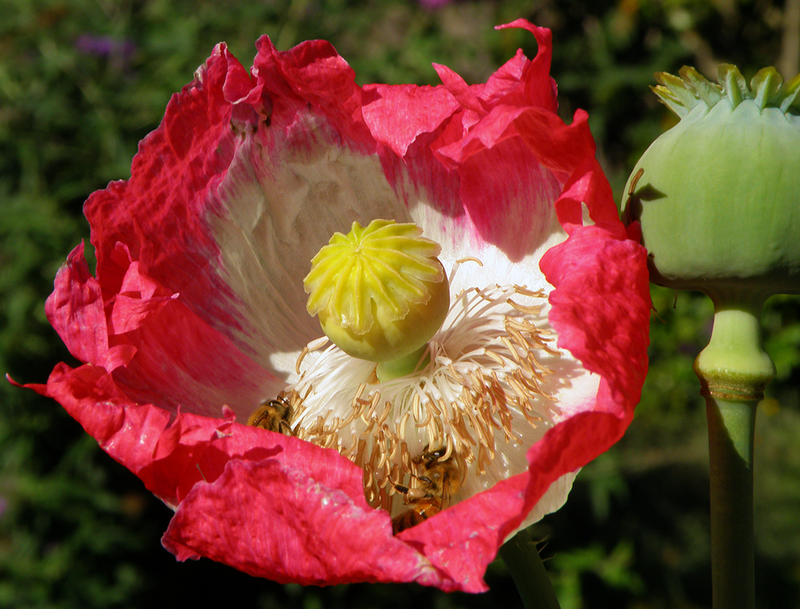 Seasonal Eating Top Ten Plants for August Harvest