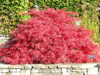 Acer palmatum Crimson Queen Japanese maple fall foliage at Toronto Botanical Garden by garden muses-not another Toronto gardening blog 