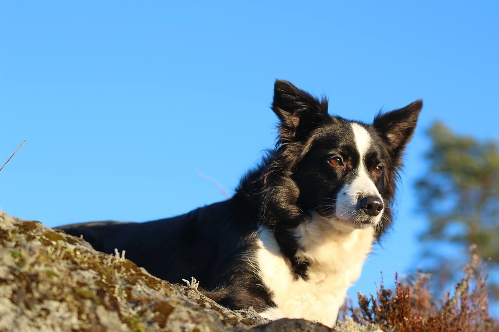 Bordercollie Windy ja Kääpiösnautseri Wilma