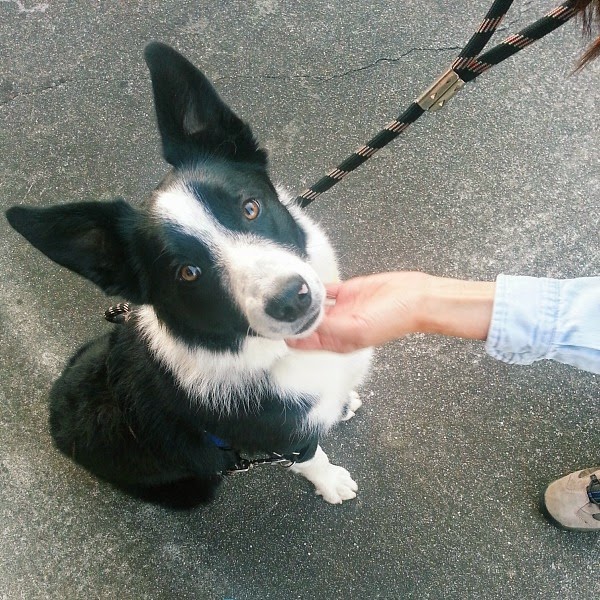 Alert Border Collie Alert Border Collie