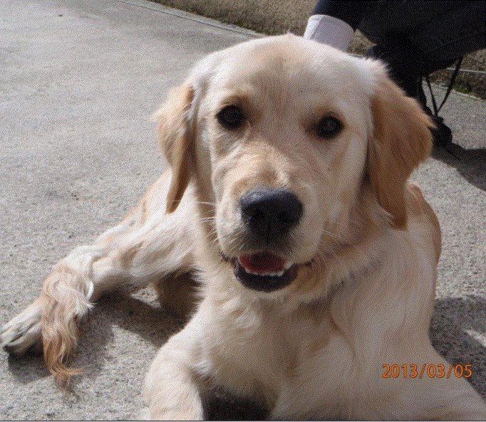 ANNONCES DE RECHERCHE ET PLACEMENT DE CHIENS Chiot Golden Retriever à adopter