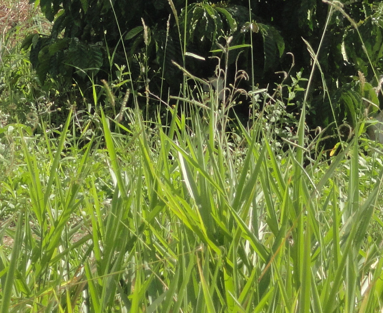Natureza in and around the Mata Atlantica Grass for cows