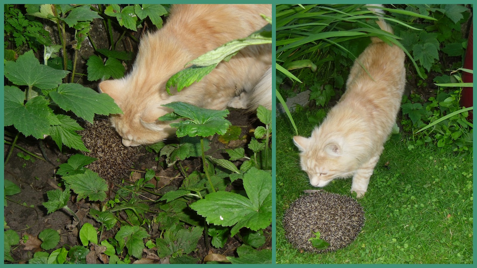 Snails Having Babies