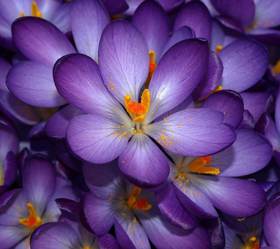 Purple Flowers Purple Flowers