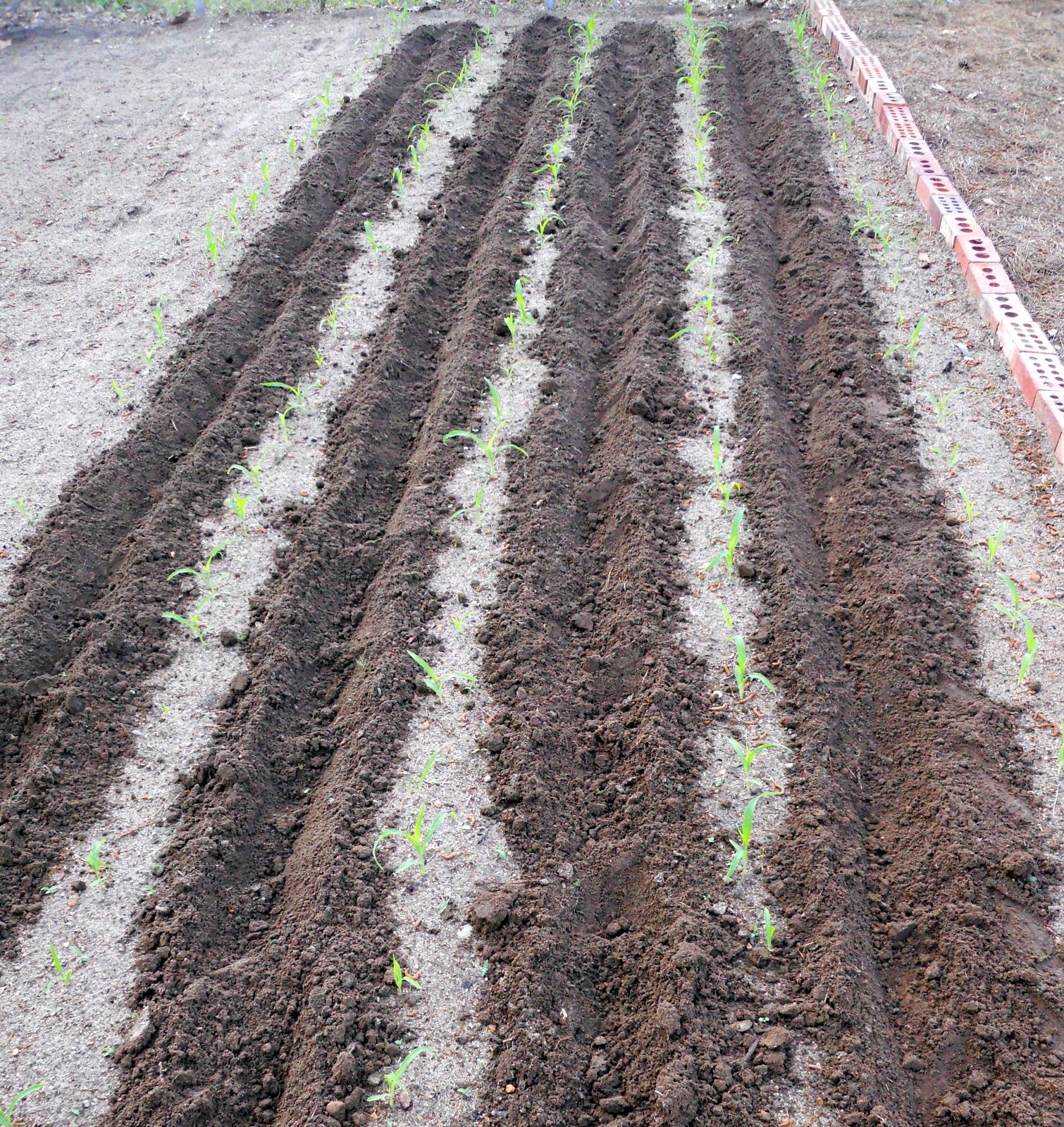 Soil Mound Gardening Garden Ftempo