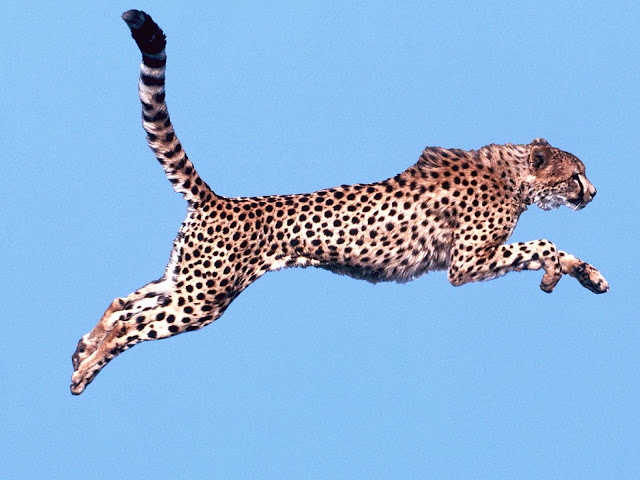 Air Time, Cheetah Wallpaper