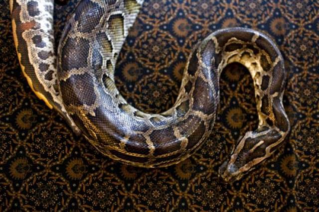 Reflexology - Massage python An employee demonstrates a spa massage with reflexology pythons Center in Bali October 27, 2013, in Jakarta, Indonesia.