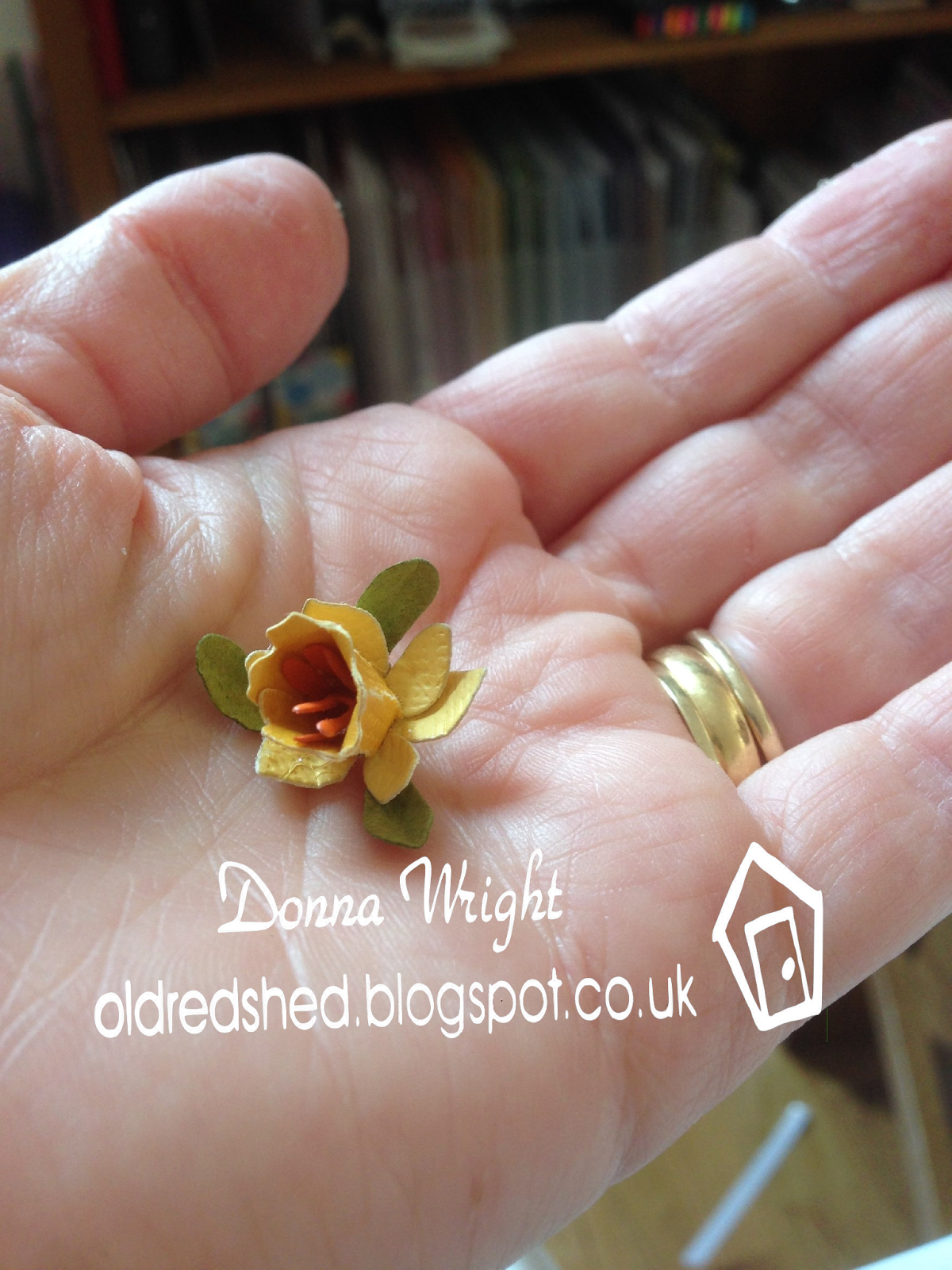 Old Red Shed Mini Daffodil box......