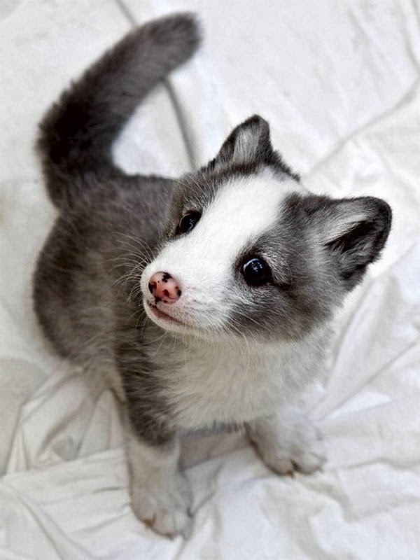 Funny animals of the week - 7 March 2014 (40 pics), cute baby arctic fox